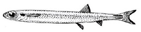 Microstoma microstoma_claves_02.jpg